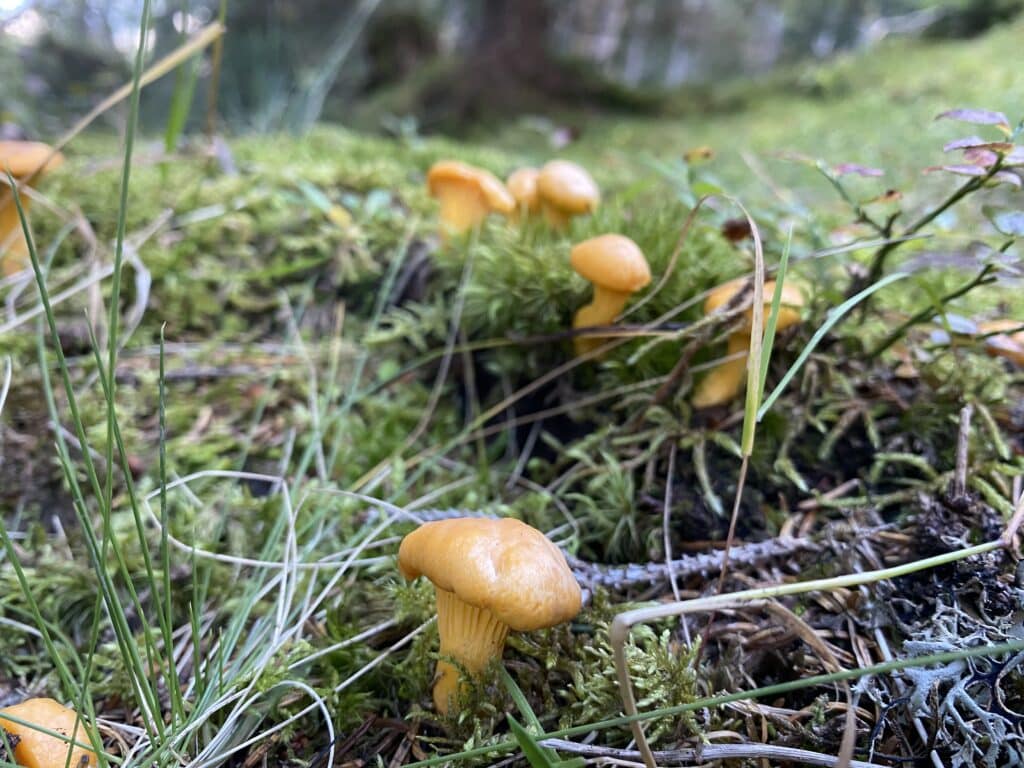Frisch_Pilze_2